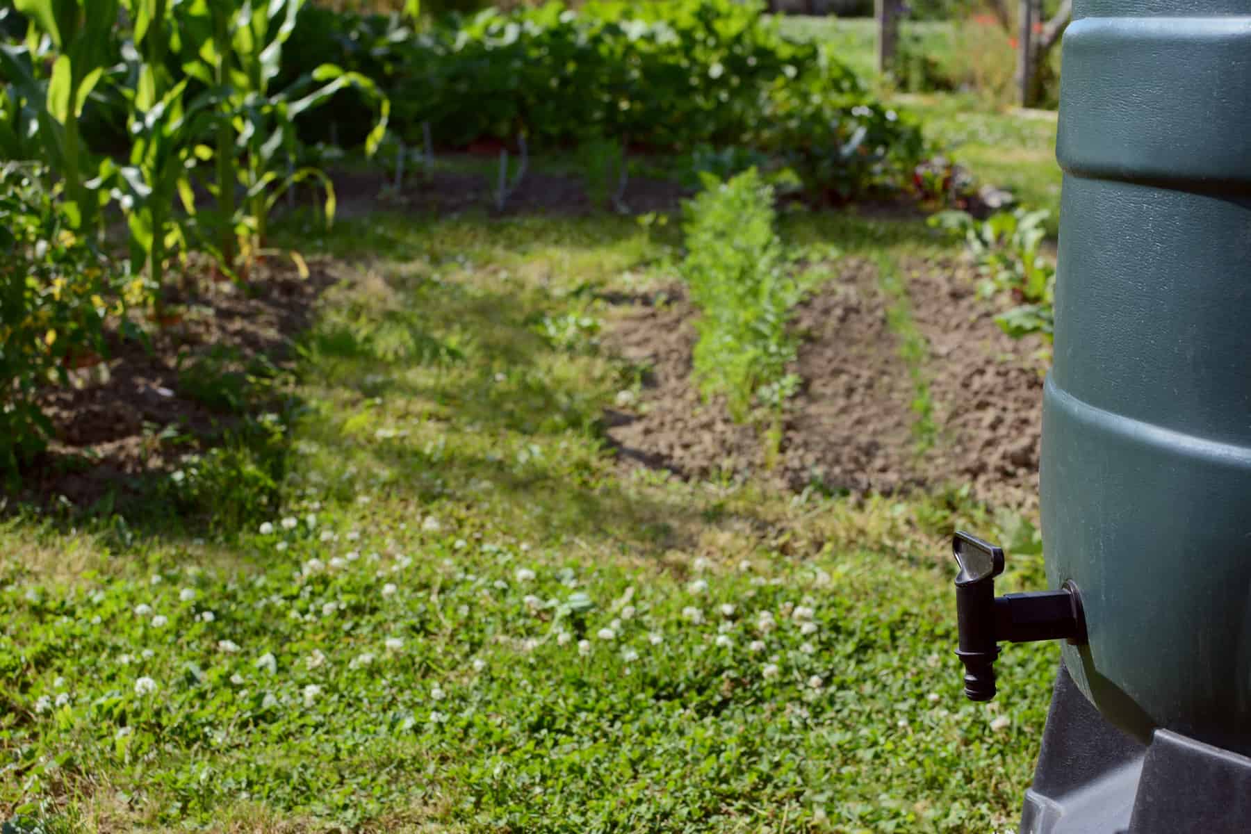 Eco Garden Rooms UK Green rain barrel with black tap in selective focus against an allotment garden. Vegetable plants grow in beds beyond. Collecting rainwater is an environmentally friendly way to water the garden.